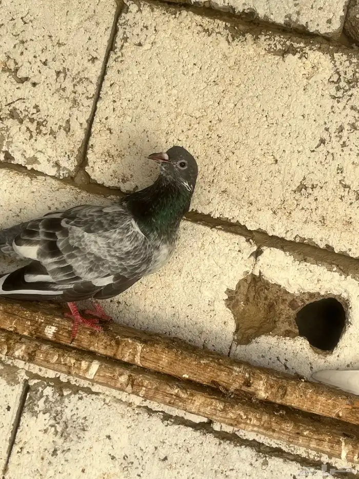 حمام باكستاني 1