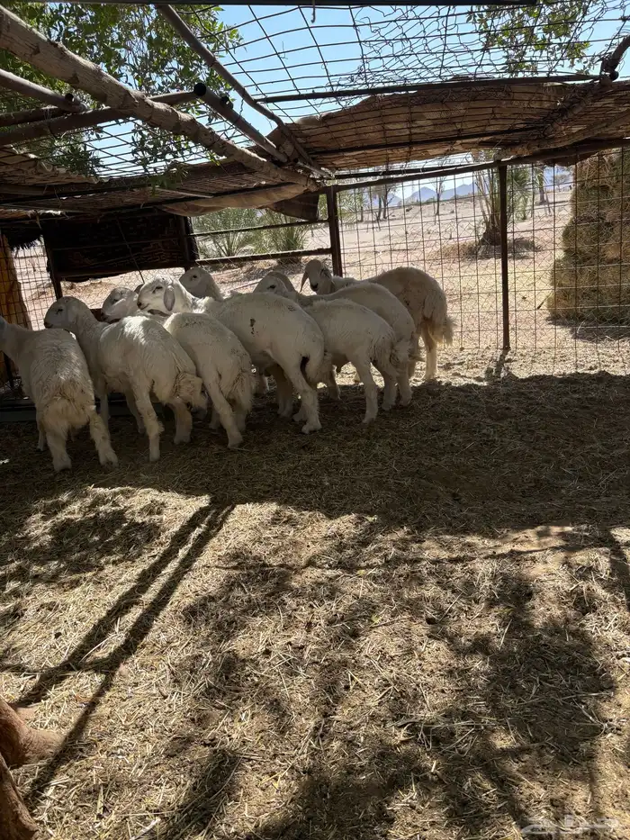 طليان طيه. شحم 1