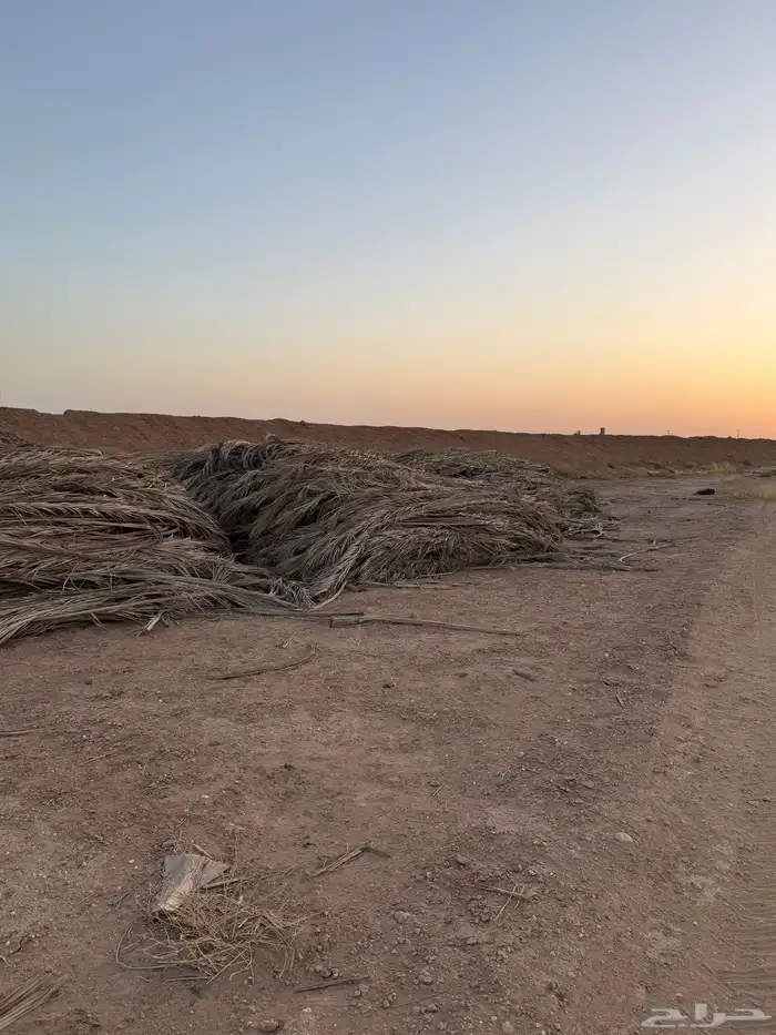 عسيب نخل 3