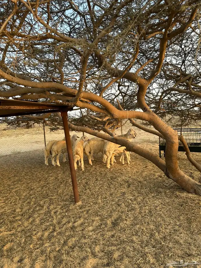 طليان ذبايح 9