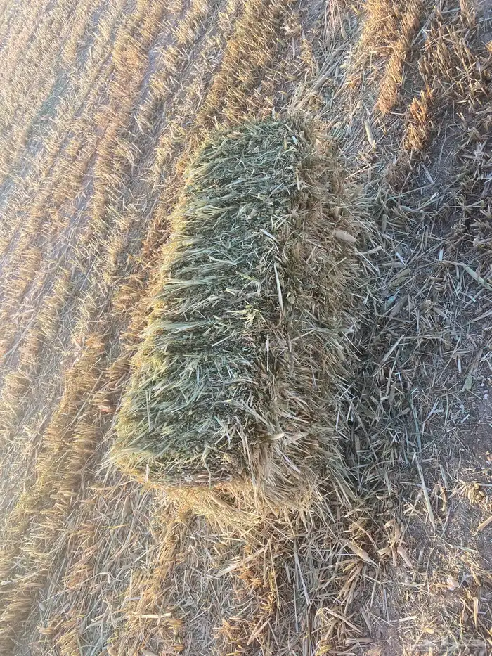 السوريه 3
