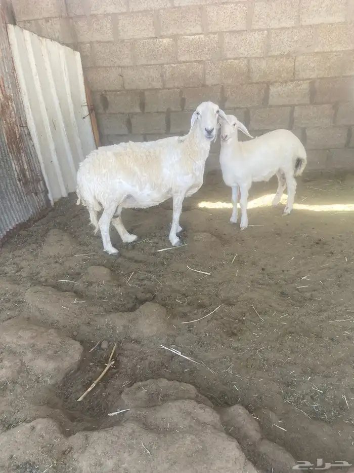 حريه متبع 1