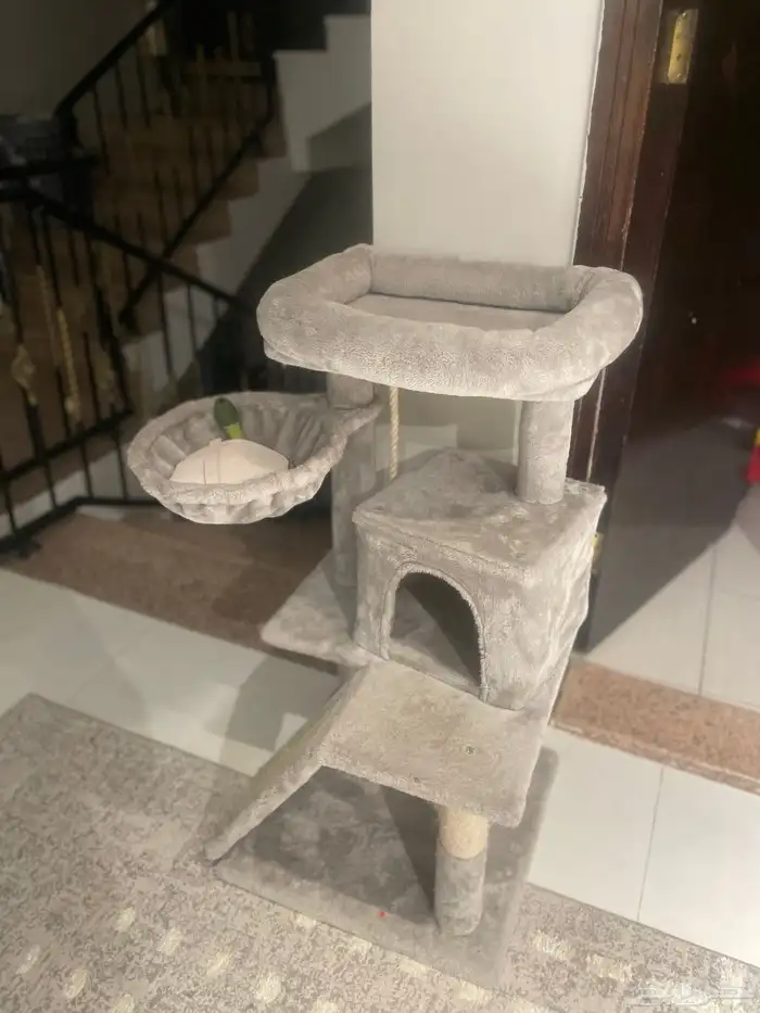 قطط 0