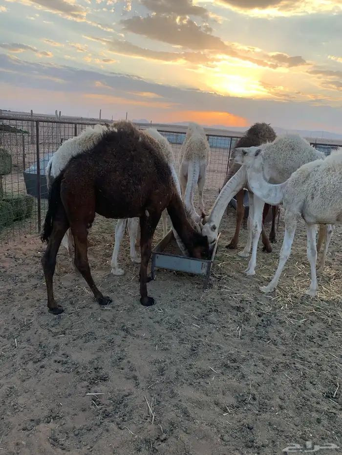 حشو قعدان 3