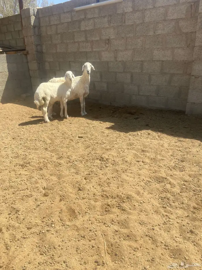 حريه متبع 3