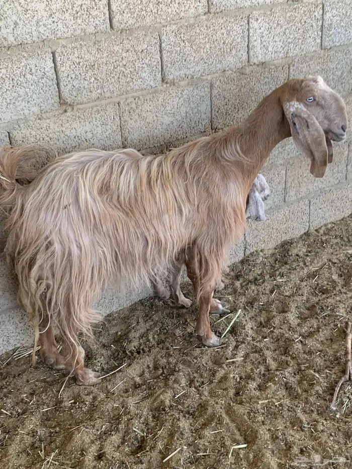 ماعز 0