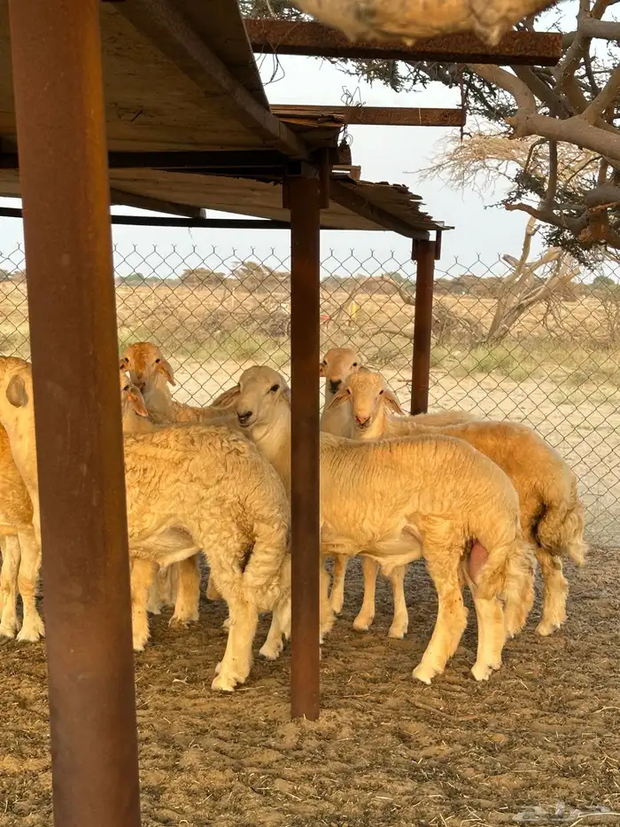 طليان ذبايح 3