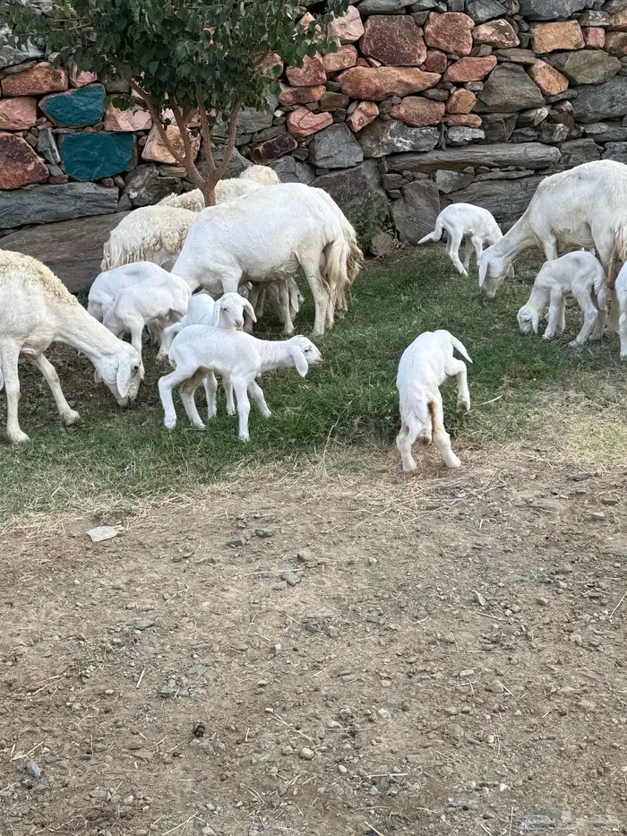غنم مقاني 13 تحتها 14 8