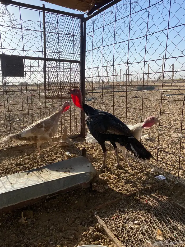 للبيع دجاج رومي 1