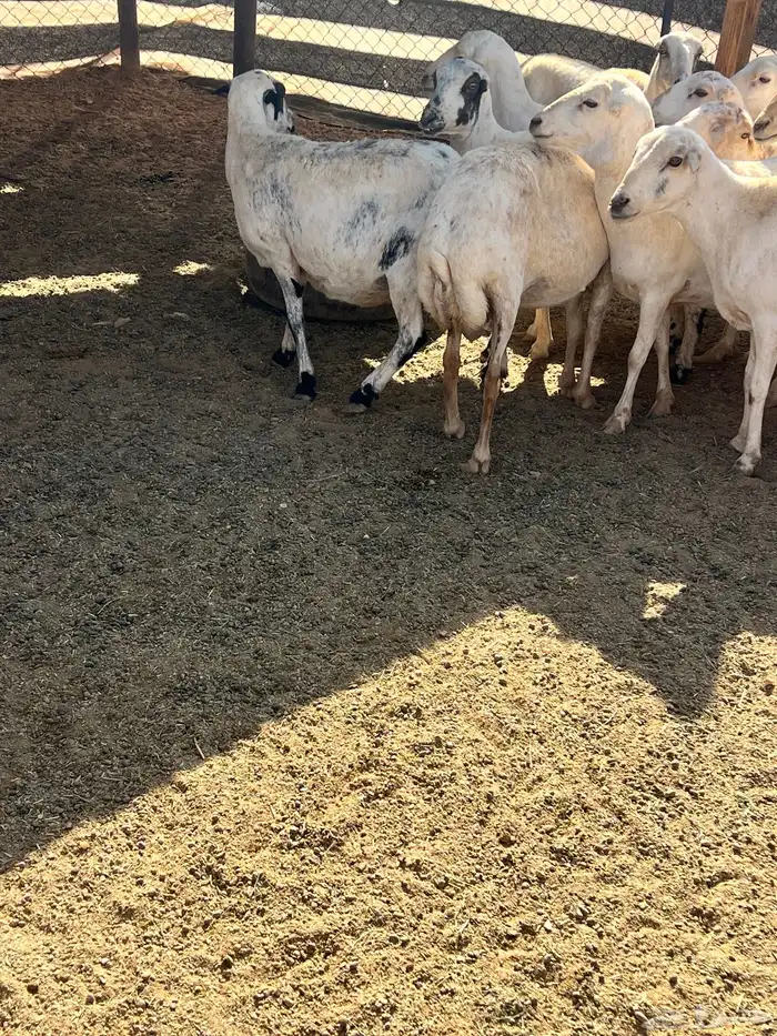 غنم رفيديات 11