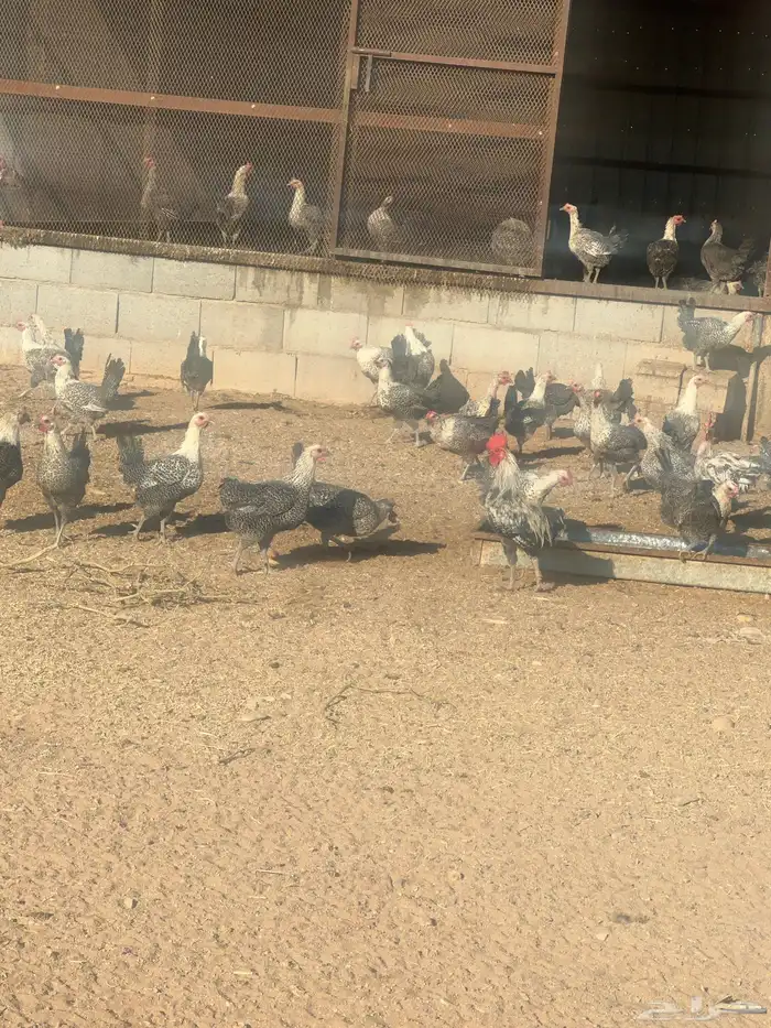 دجاج فيومي بياض 0