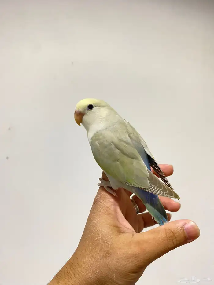 روزات اليفه جدا 2