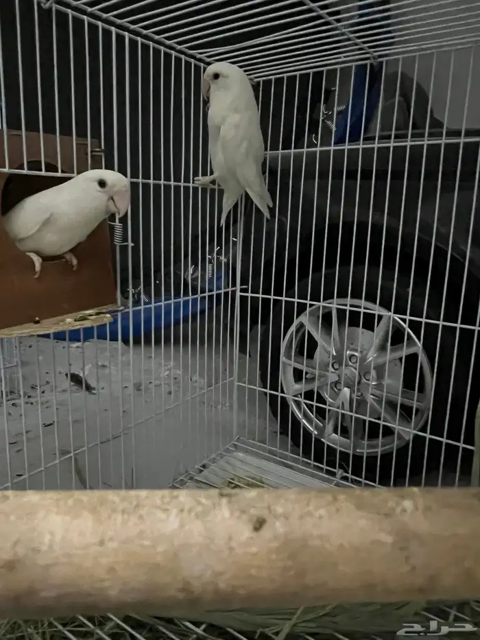 جوز روز البينو 6
