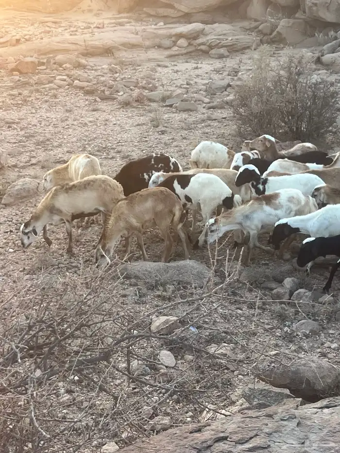 رخال مهجنه رفيدي 4