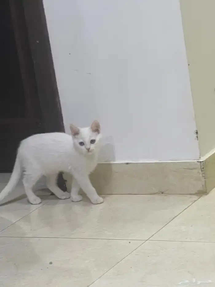 قطط 0