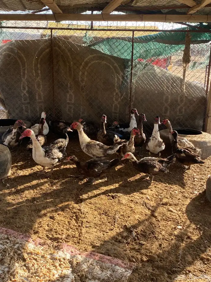 ذكور بح 1
