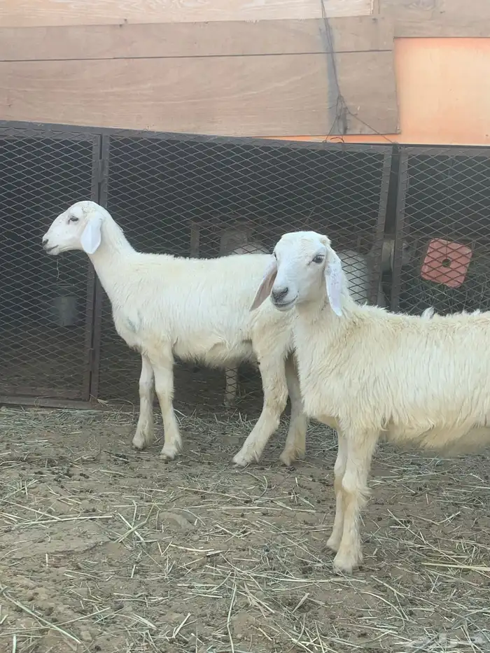 رخال 2 1