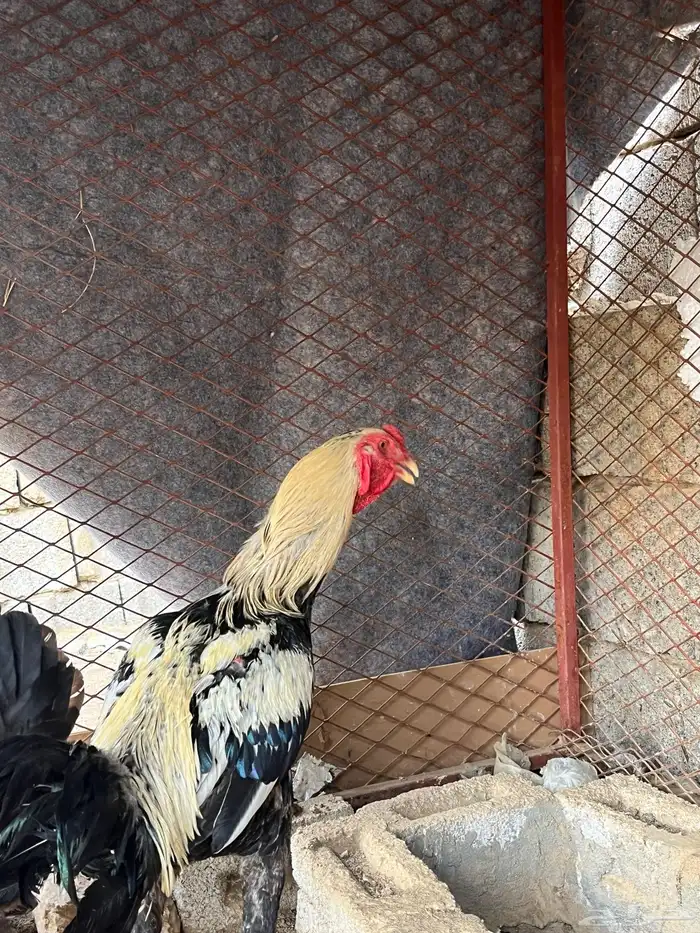 ديك بكستاني ودجاجه بكستانيه 5