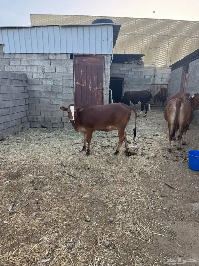 ثنتين من البقر كفوو وصغار سن 5