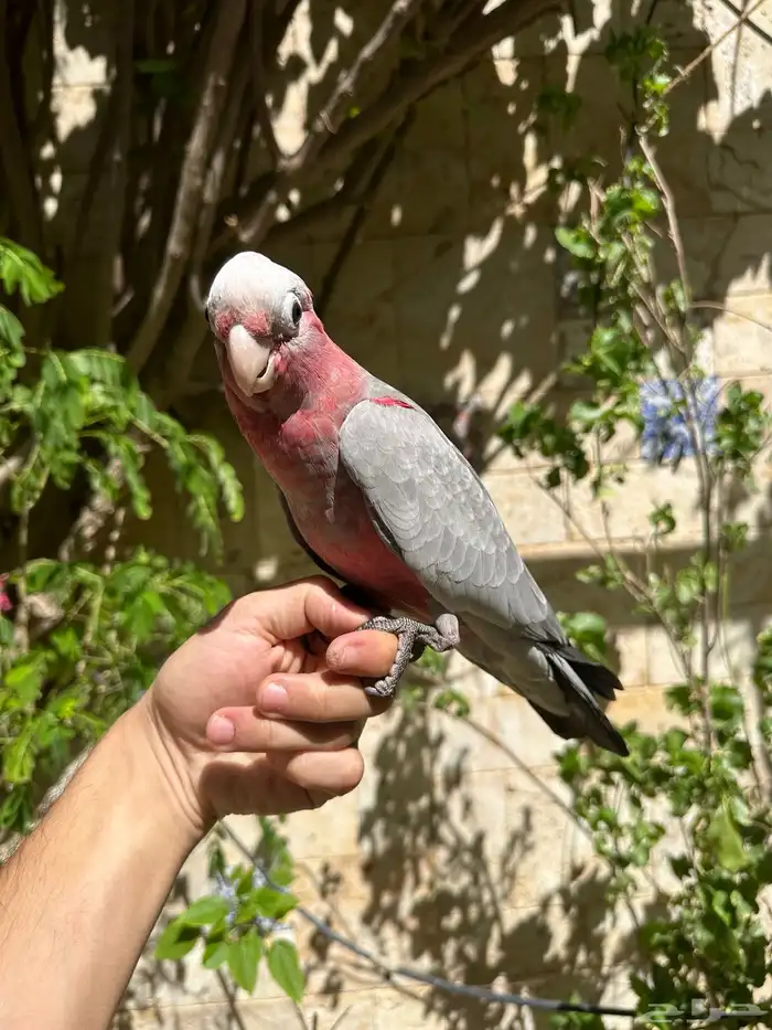 ببغاء كوكاتو جالا فرخ 3