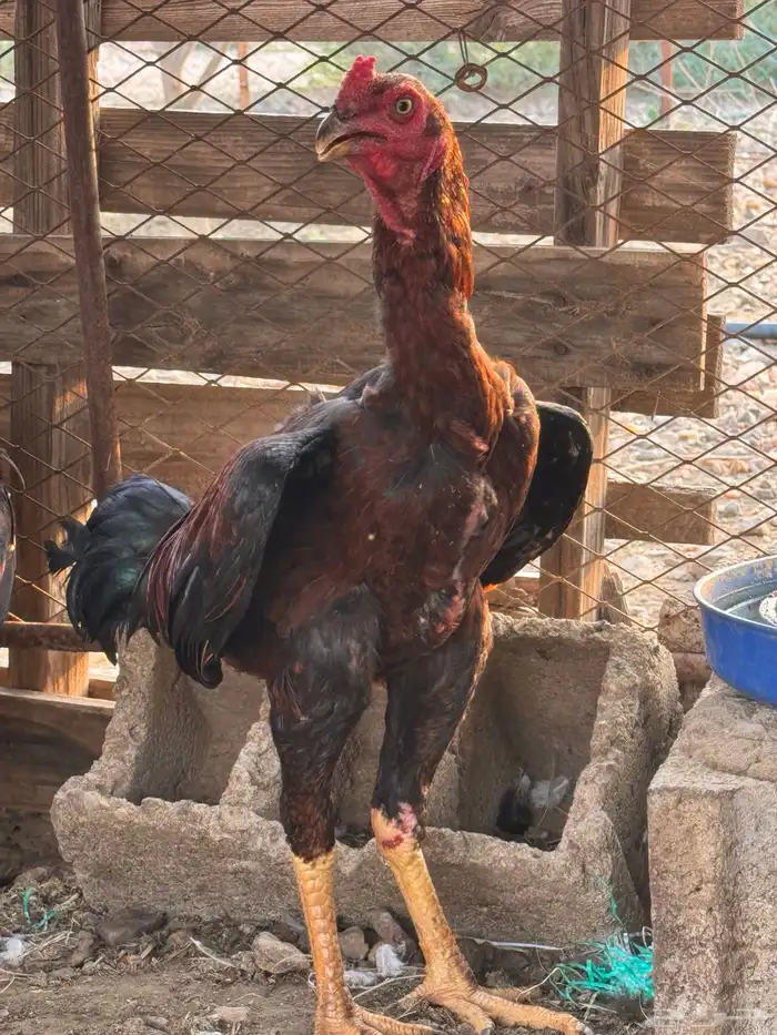 ديك باكستاني 4