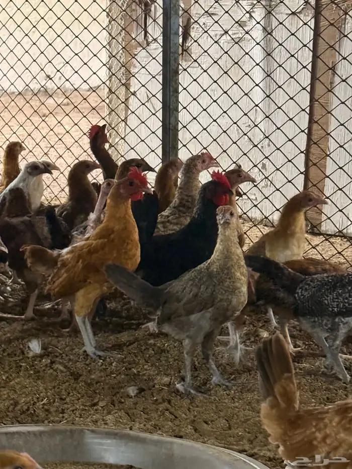 صيصان بلدي و فيومي عمر ثلاثه شهور 1