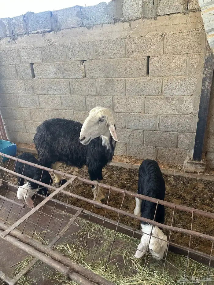 شاه نجديه 3