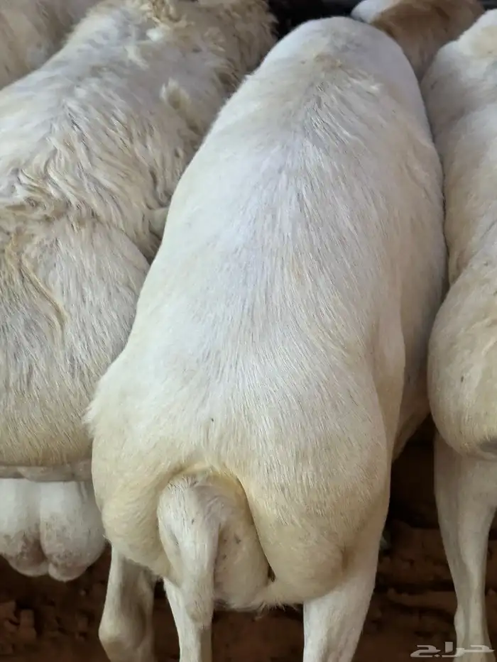 تيوس وبرابر مرابي 47