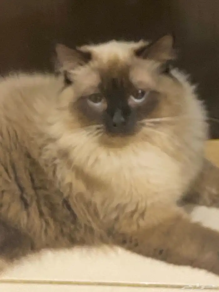 قط نوعه هملايا للتبني عمره 7 شهور 1