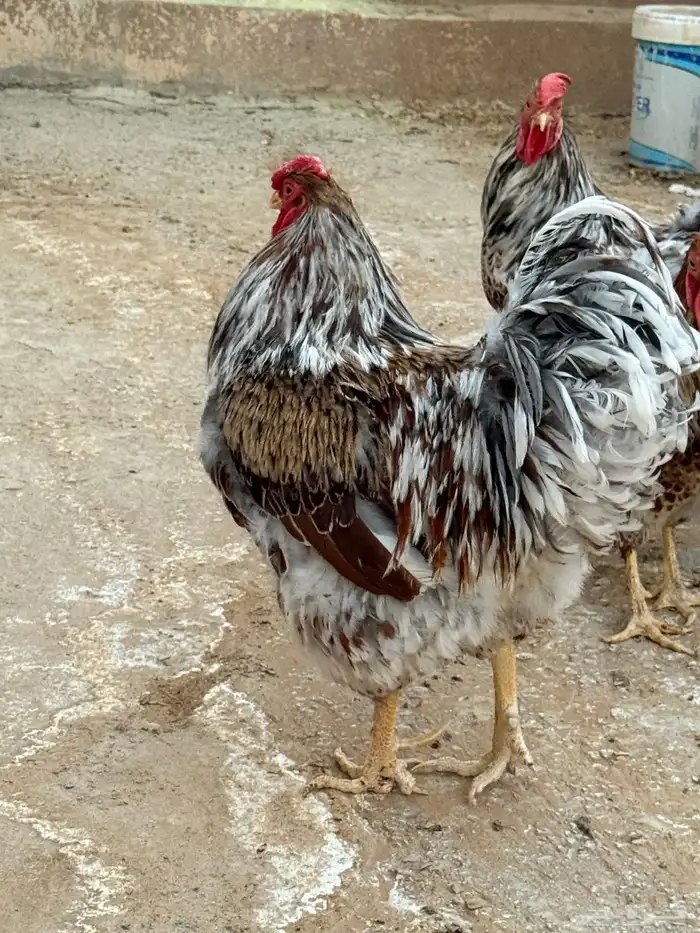 ديوك وايندوت سبلاش 5