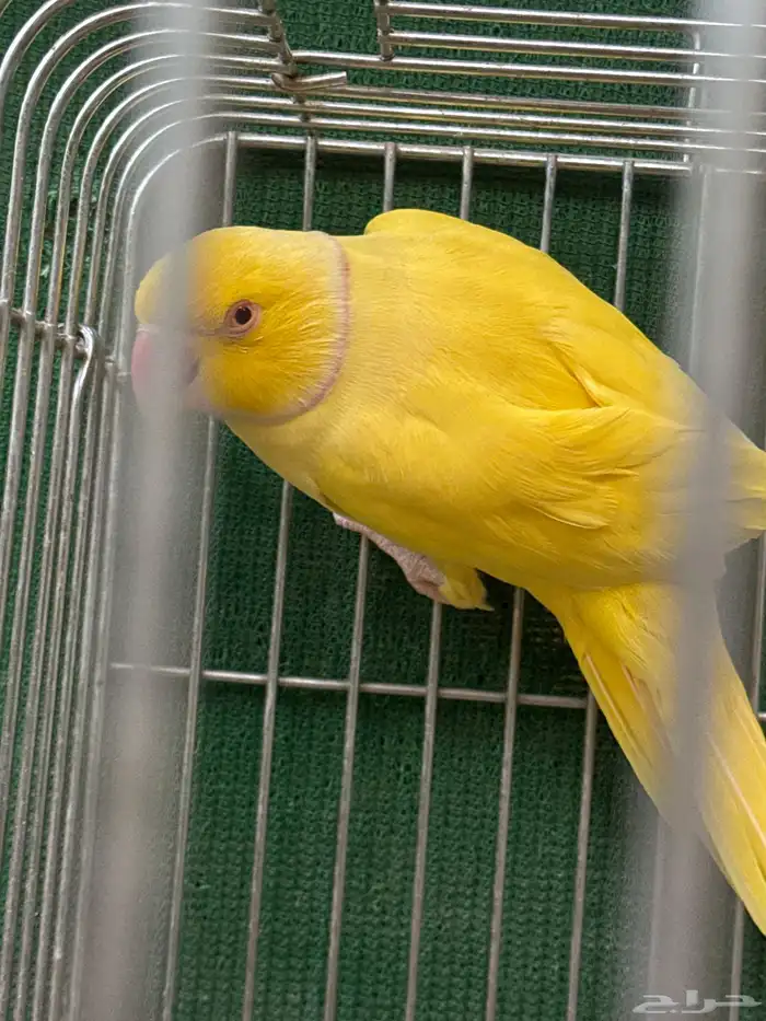 ذكر دره لاتينو 2