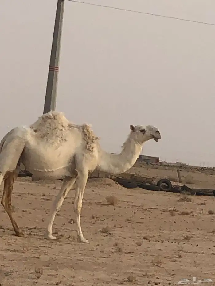 ثنيه تماميه لقحه 1