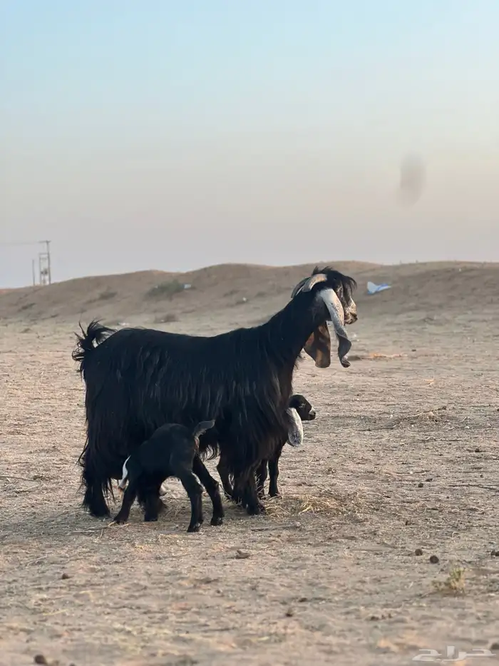 عنز عارضه متوم 1