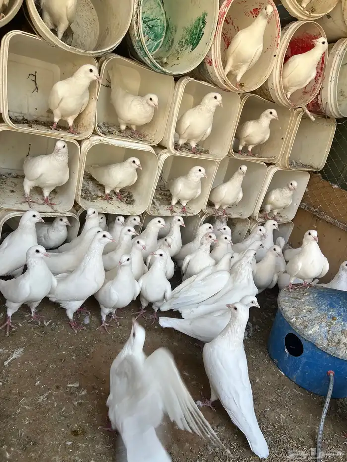 حمام فرنسي لاحم ابيض و سلفر الموقع الخرج 1