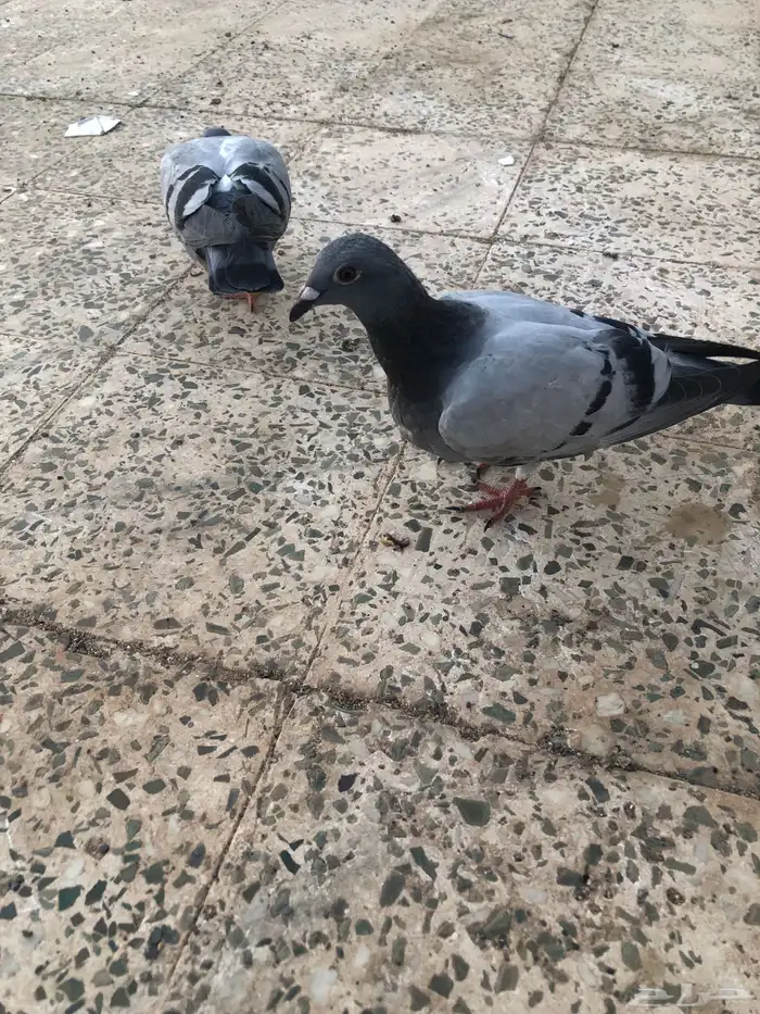 طبات زاجل اليفة 1