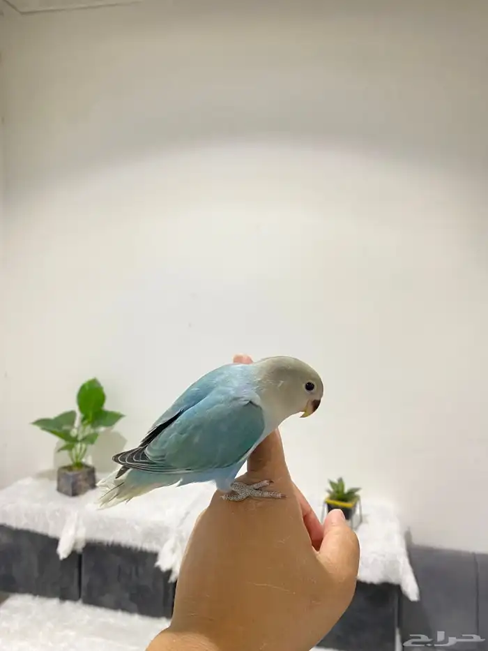 روزات اليفه جدا 12