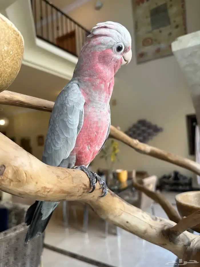 ببغاء كوكاتو جالا فرخ 0