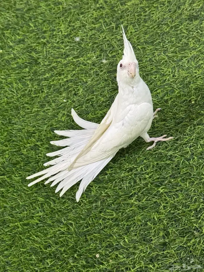 كروان هدد غر 1