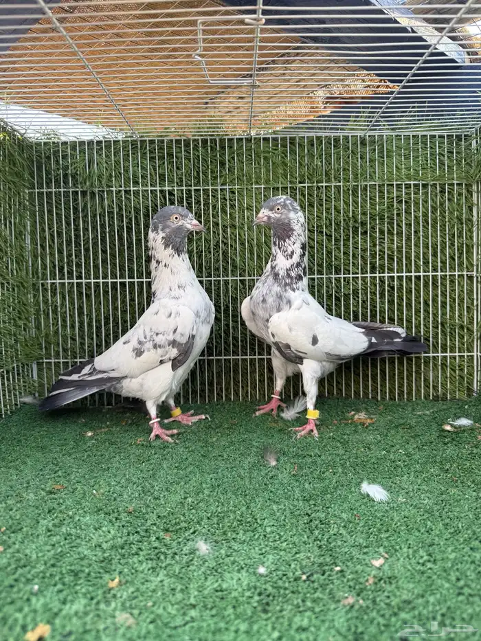 زوج سهران بوري 2