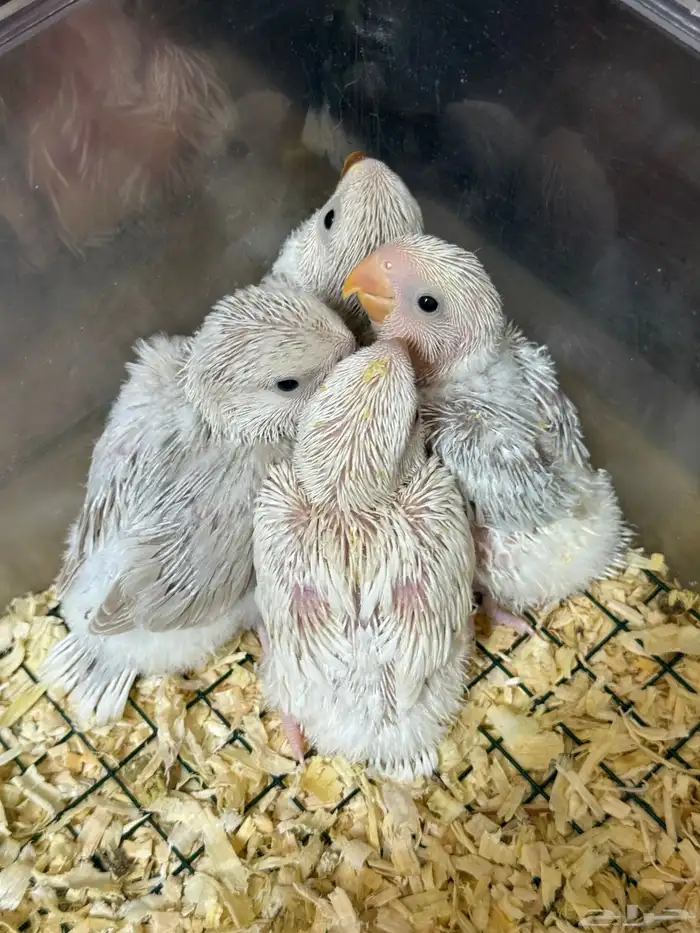 فروخ روز و كروان هولندي للبيع ( تم البيع ) . 1