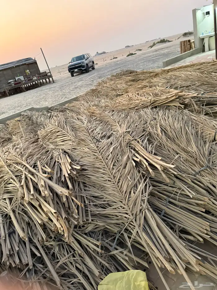 سعف نخل 2