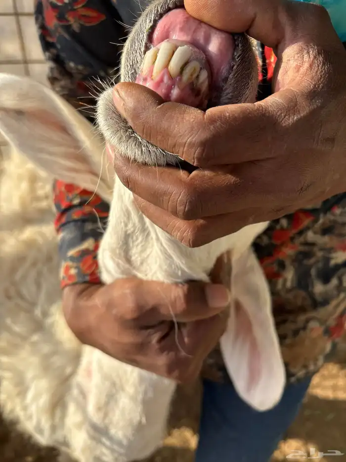 خلفه حريه 2