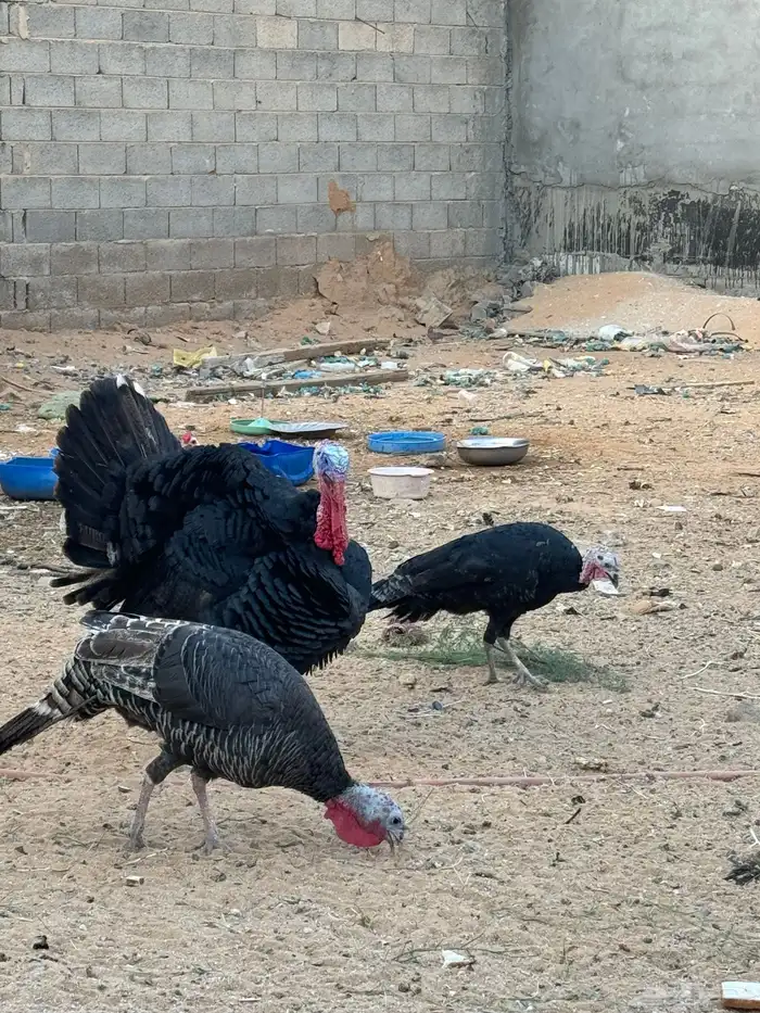 رومى و وز عراقي 4
