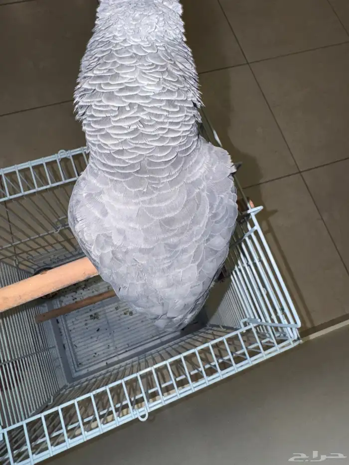 كاسكو اليف جدا ومتكلم 1