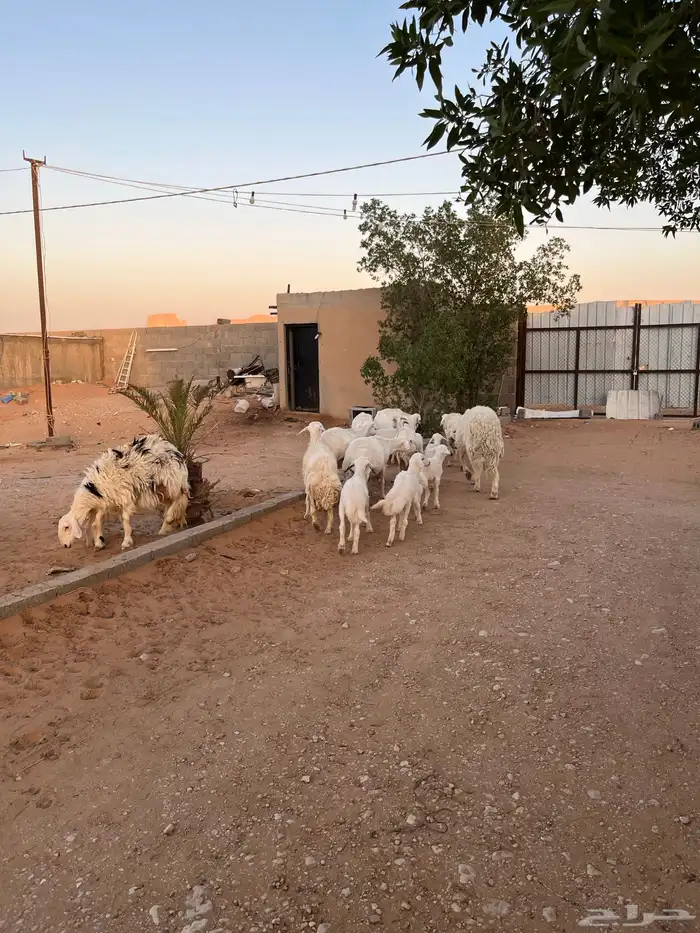 غنم حريات متابيع 0