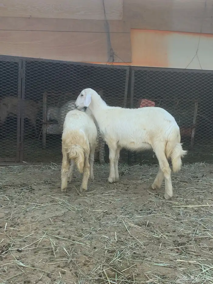 رخال 2 3