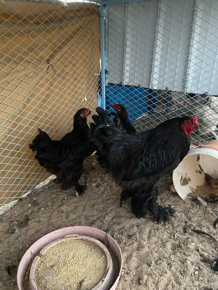 دجاج براهما بياض شرط 1