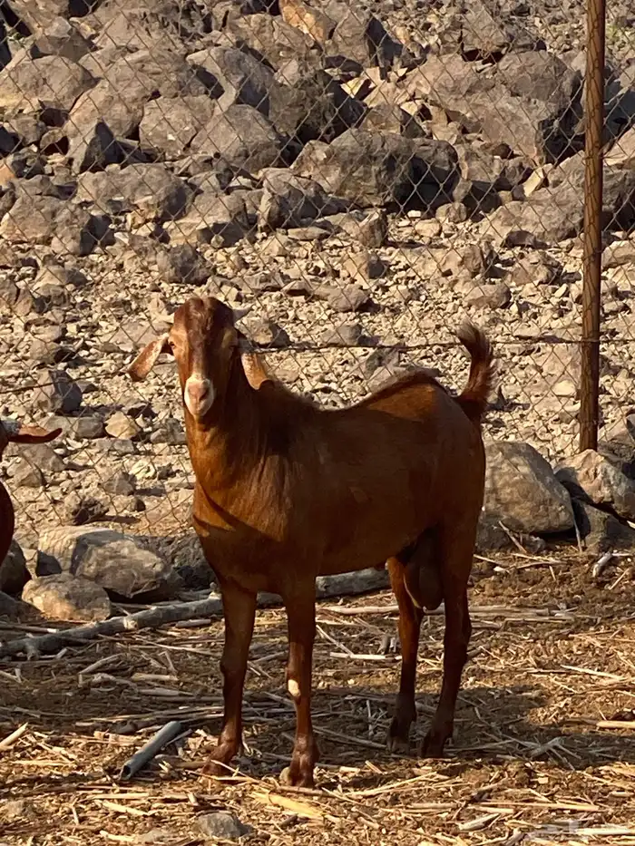 للبيع تيس مشروع فحل ادهم وجرم 5