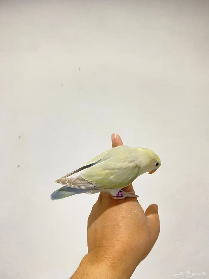 روزات اليفه جدا 3