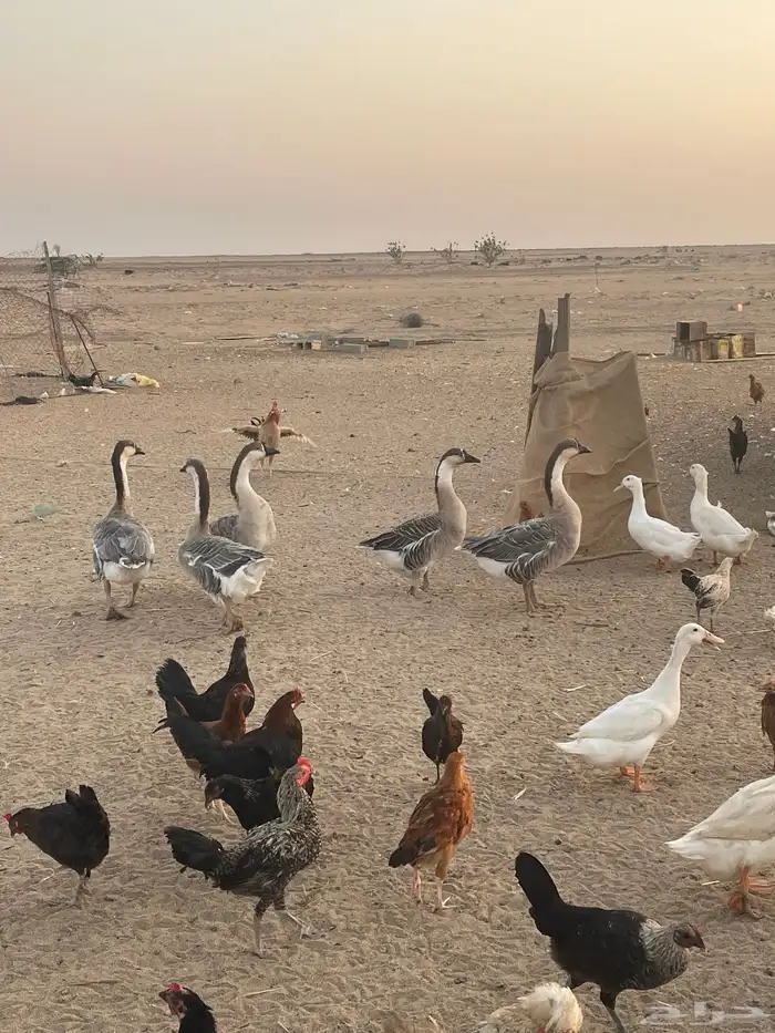 دجاج حمام وز عراقي بط 1